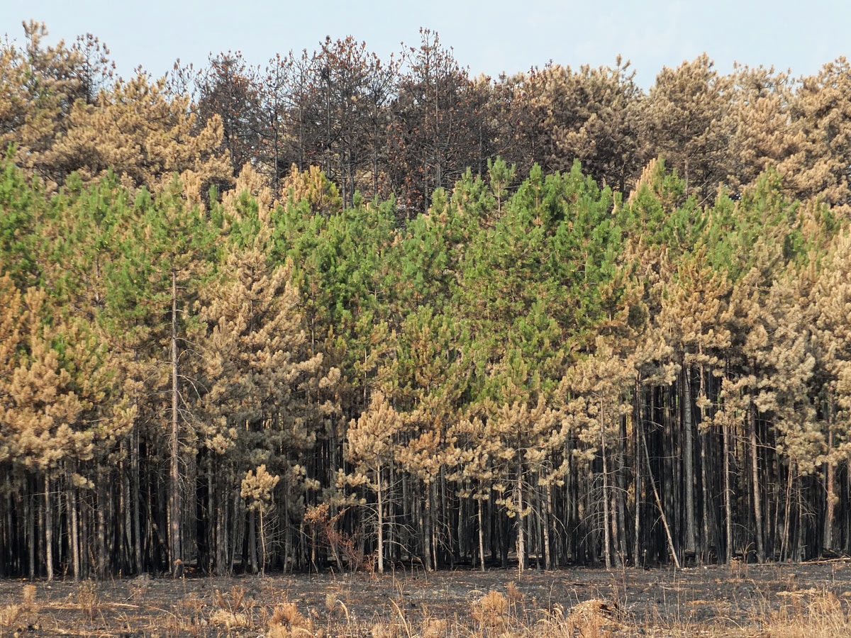 Monitoring for a better assessment of forest fire risk